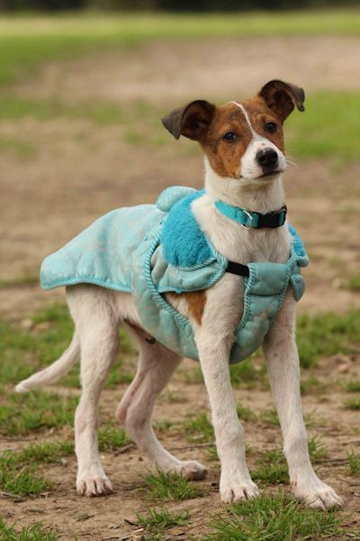 PUNKY, perro pequeño en adopción