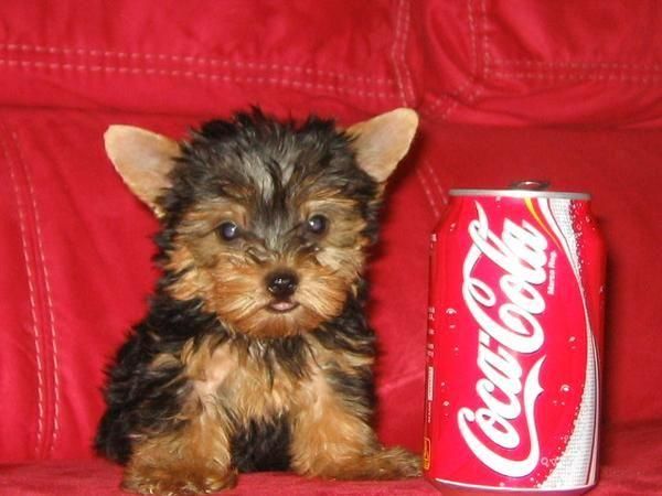 SHARPEI, COCKER, YORKSHIRE TERRIER, FOX TERRIER, BOXER, CANICHE TOY