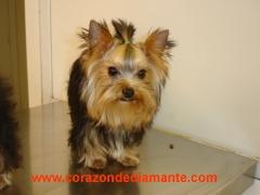 Yorkshire Terrier Cachorros disponibles