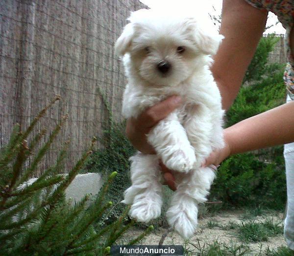 bichon maltes linea americana,