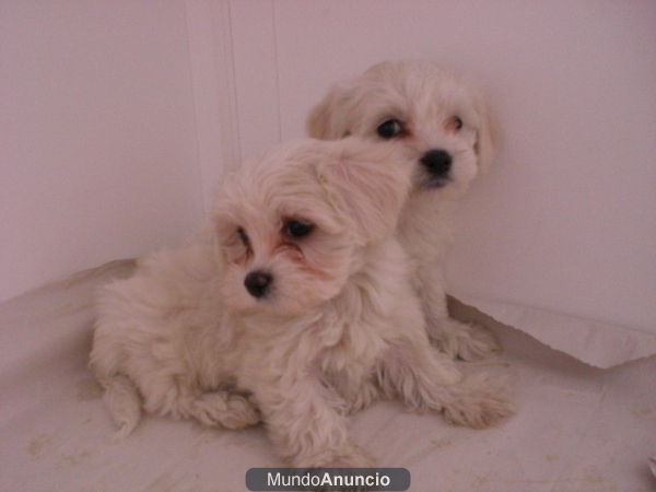 BICHON MALTES Y YORKSHIRES A UN PRECIO Y CALIDAD INMEJORABLE