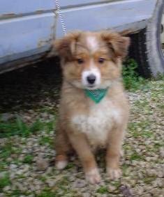 Boby, cachorrito de 2 meses en adopción