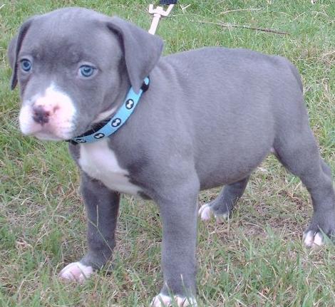 BUSCO UNA HEMBRA DE PITBULL BLUE NOSE GRIS