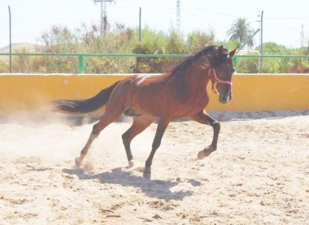 CABALLO ENGANCHADO 2500 €