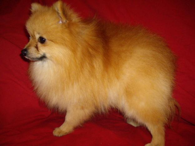 CACHORRO MACHO DE POMERANIA CON 8 MESES Y 1,5KG