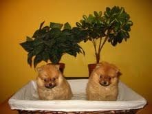 Cachorros Pomerania