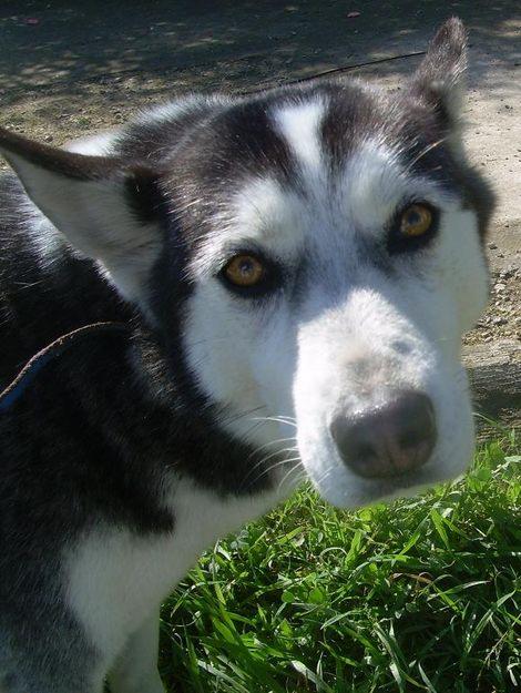 Dona, husky en adopción