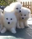 espectacular camada de SAMOYEDO