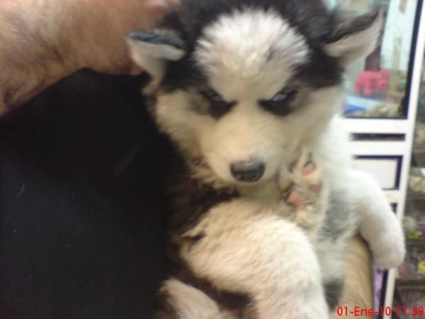 HUSKY SIBERIANO, CACHORROS, PERROS EN VENTA EN NUESTRA TIENDA  Preciosa camada, se entrega a partir de los 2 meses. Nues