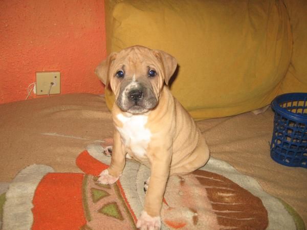 preciosas cachorritas de casi 2 meses de bandog(cruce de pittbul y buldog americano)120 euros