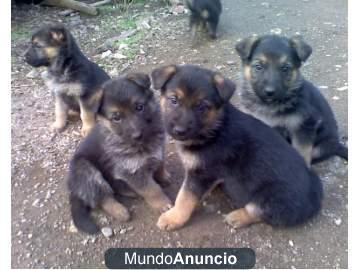 Se venden excelentes cachorros de pastor