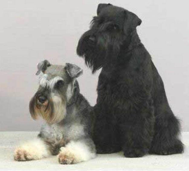 TE ENCANTARAN, SCHNAUZER MINIATURA, 420€