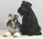 TE ENCANTARAN, SCHNAUZER MINIATURA, 420€ - mejor precio | unprecio.es