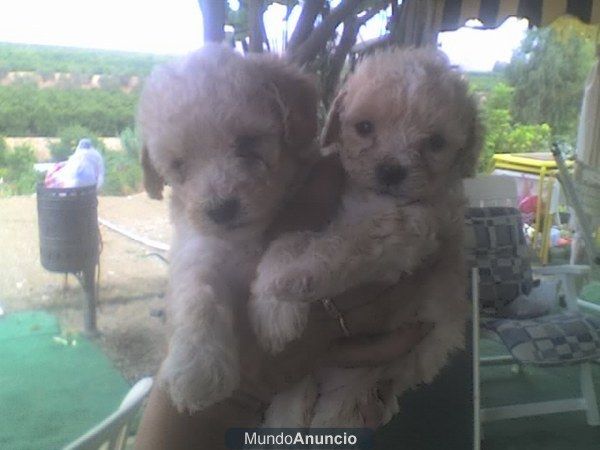 vendo cachorritos de caniches enanos 275