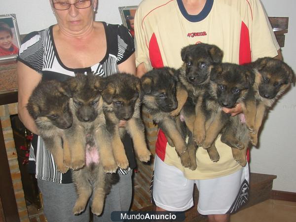 Vendo,Pastores alemanes,cachorros,pedigree y garantias,por escrito.