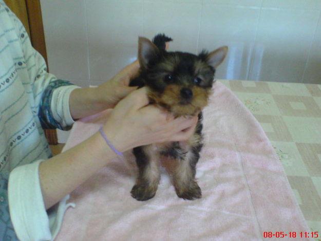 yorkshire terrier  PRECIOSOS CACHORROS