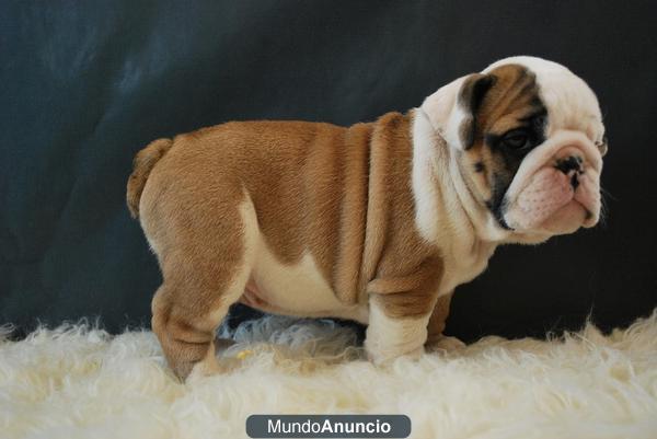 bulldog ingles de calidad¡¡ Fotos reales¡