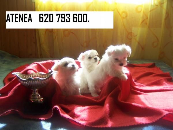 BICHON MALTES CACHORROS DE GRAN  BELLEZA