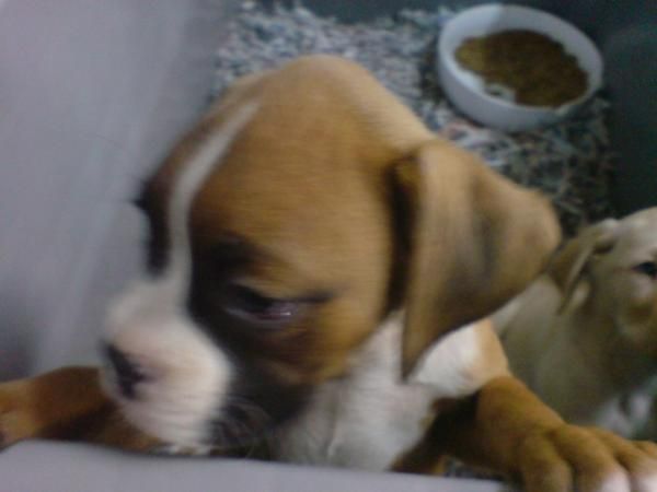 BOXER VENTA DE CACHORROS