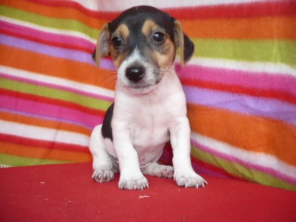 JACK  RUSSEL SON UNA PASADA TENEMOS UNA CAMADA ESTUPENDA WWW.CARMABOXCAN.COM