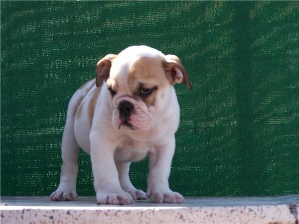 Macho bulldog ingles, excelente genetica