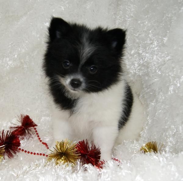 Mimados Poms Cachorros de Pomerania 200 euros