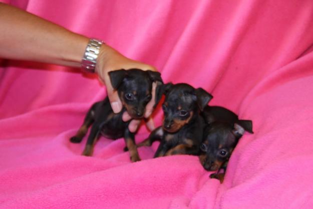 Pinscher Toy Malaga