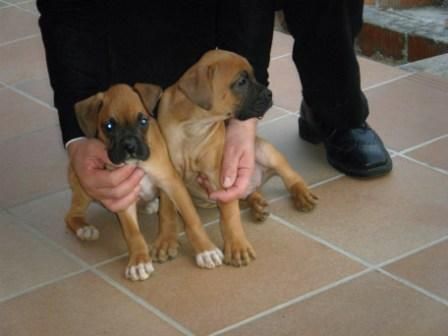 Se vende boxer canela de pura raza(macho y hembra)