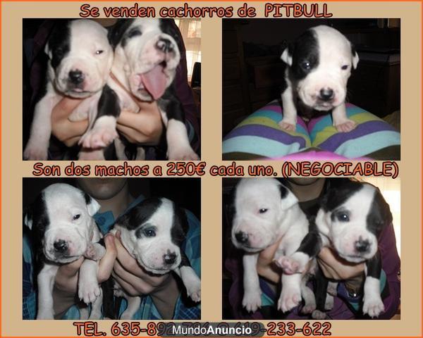 SE VENDEN CACHORROS DE PITBULL