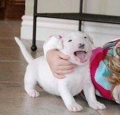 venir y ver a los más necesitados cachorro CACHORRO DE BULLTERRIER DURANTE NAVIDAD  que nunca has visto de ella es libre