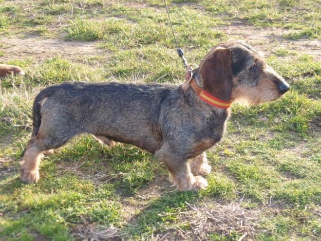 VENDO CACHORRO TECKEL ESTÁNDAR PELO DURO COLOR JABALI (TODA ESPAÑA)