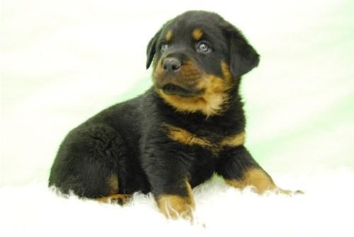 A 1 hora de madrid su camada de Rottweiler de alta calidad. Precio real