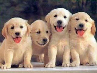 camada de cachorros golden retriever