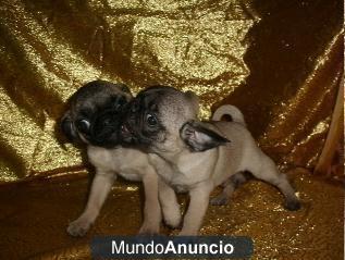 carlino o pug, cachorros desde nuestro criadero a venta tienda ce