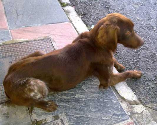 Kia y Choko, 2 Setters en la calle mendigando!!!