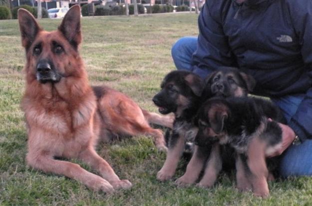 3 cachorros de pastor alemán de excelente camada