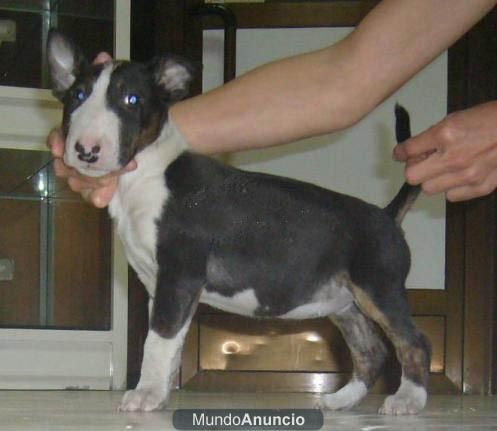 bullterrier miny. linea dura .