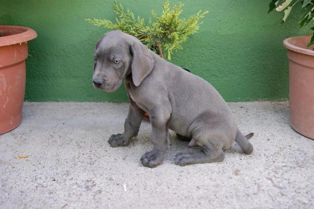 Dogos Alemanes Preciosos Cachorros Disponibles