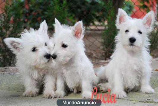 Impresionantes west higland cachorritos