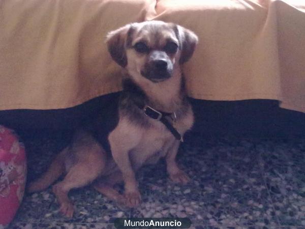 perrita de 5 kg busca un hogar