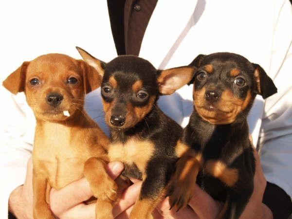 Pinscher Miniatura