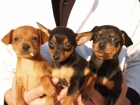 Pinscher Miniatura - mejor precio | unprecio.es