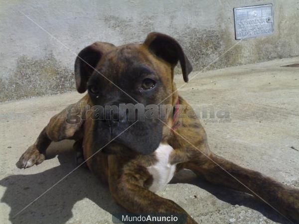 WAPISSIMA HEMBRITA DE BOXER POR 80E