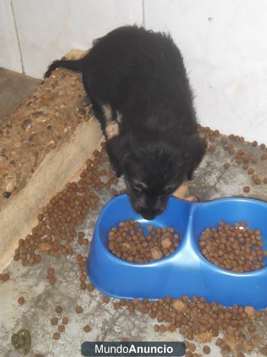 Cachorro x pastor aleman va a ser sacrificado.