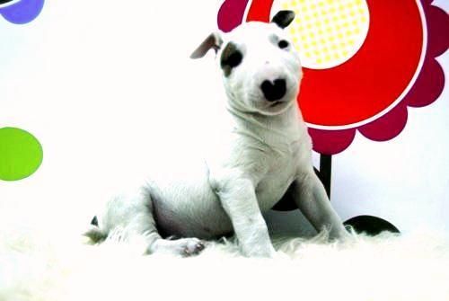 Camada de Bullterrier ( Blancos con Parches ) - animalflower.es