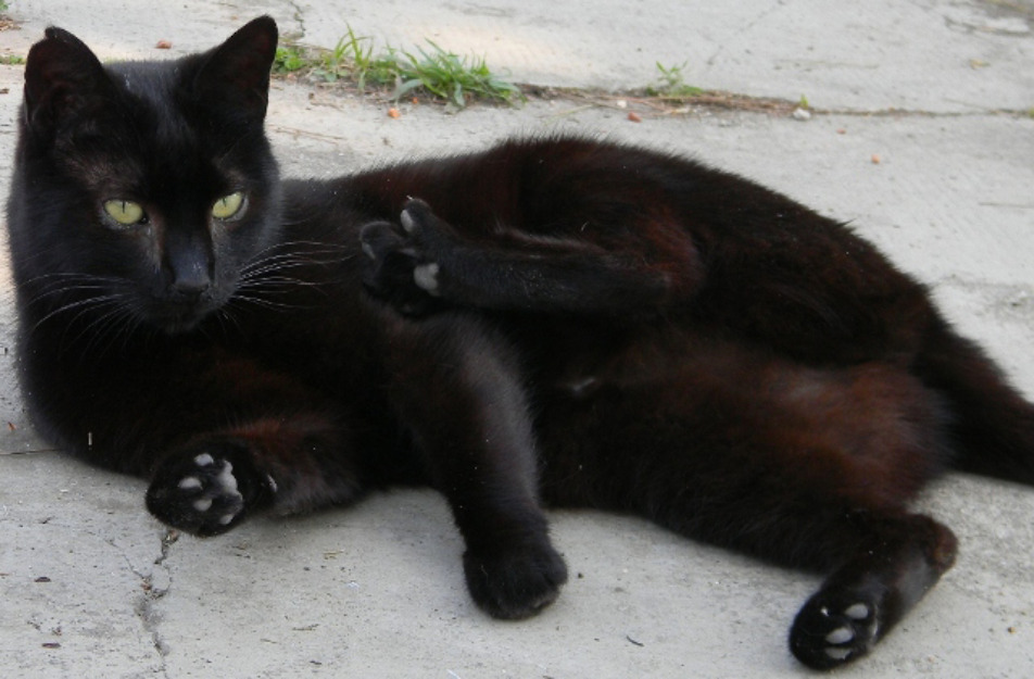 Carboncilla gata que siempre espera una caricia...le gustaría que la adoptaran