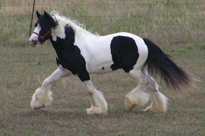 IRISH COB CATALUNYA .