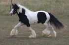 IRISH COB CATALUNYA . - mejor precio | unprecio.es