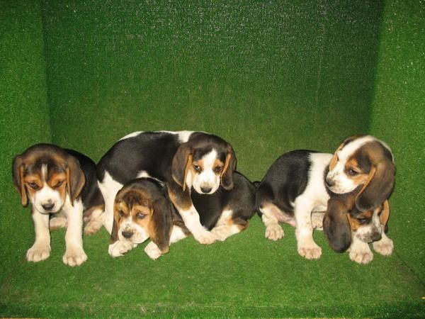 PRECIOSOS BEAGLES EN MASCOTASUR 240 EUROS :)