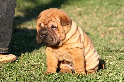 shar pei, preciosos cachorros